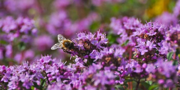 Мащерка: Ползи, приложение и любопитни факти