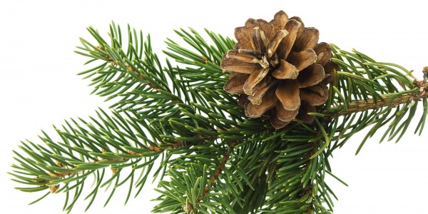 Смърч: Натурално решение за кашлица и здрава дихателна система