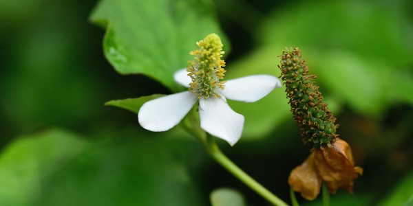 Билката Хутиния – естествена алтернатива на антибиотика при грипен вирус
