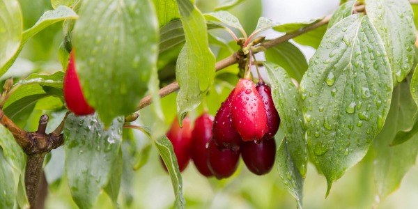 Дрянът – полезен дар на природата за силен имунитет