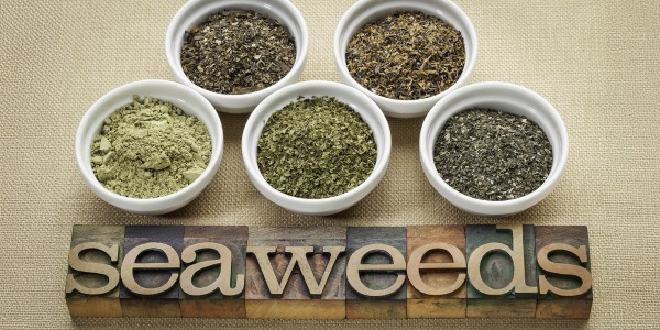 Какви са ползите от мехурчестото водорасло