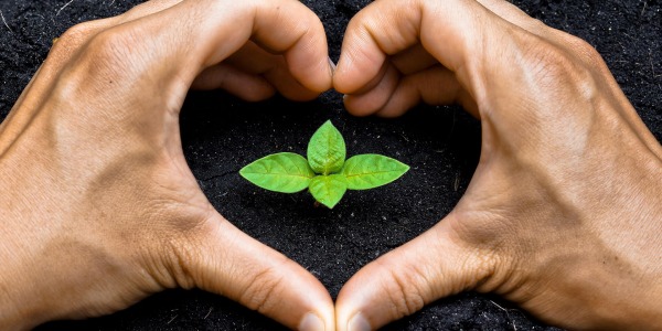 Пасифлора: противопоказания и странични ефекти