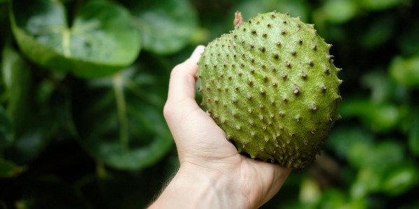 Гравиола – да подкрепим имунитета си с нещо различно