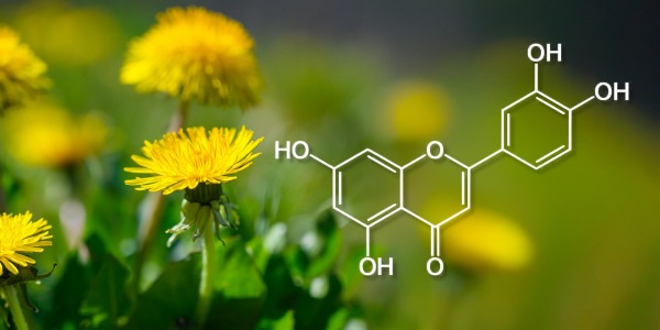 Лутеолин – имуномодулиращ флавоноид срещу алергии и възпаление