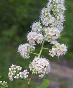 Блатен тъжник