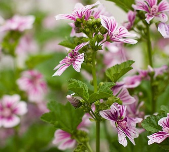 Градинска ружа