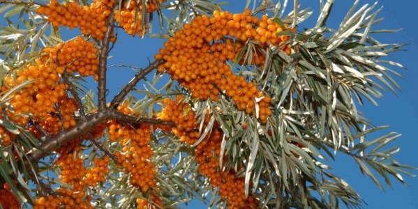 Непознатата Омега 7 палмитолеинова мастна киселина