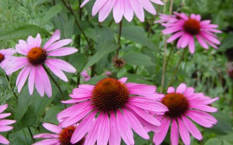 Ехинацея свойства