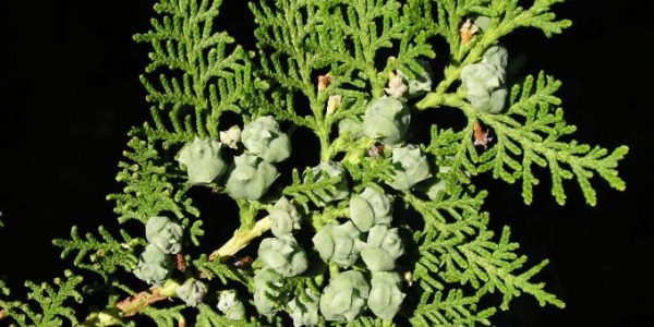 Западна туя